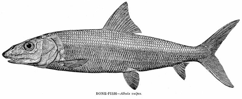 Bone Fish